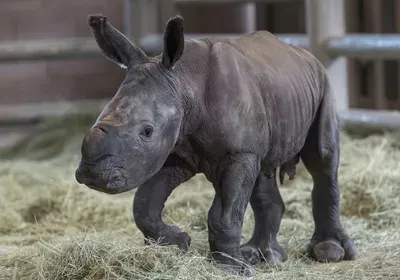 Southern white rhino calf